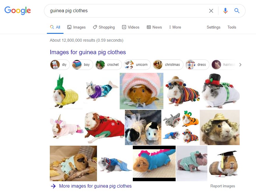 guinea pig clothes search results on google